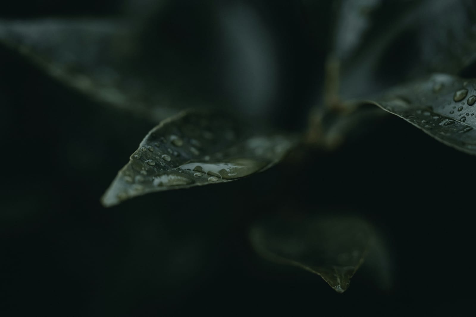 green leaf with water droplets